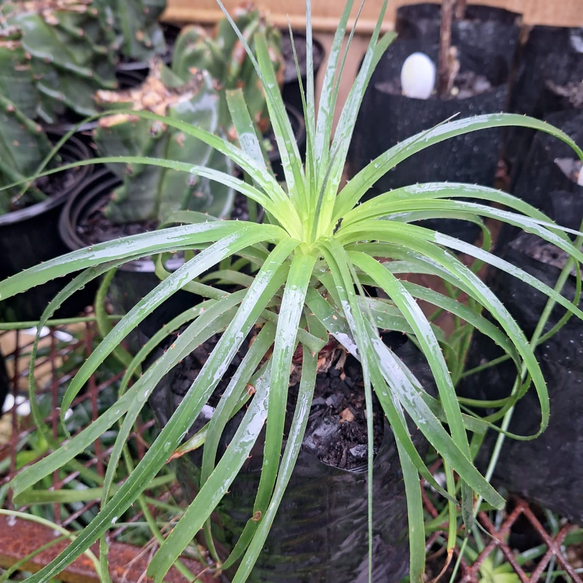Seed-grown Puya mirabilis Wonderful Puya plant for sale with a young green grass-like rosette, available from Botanical at Nine
