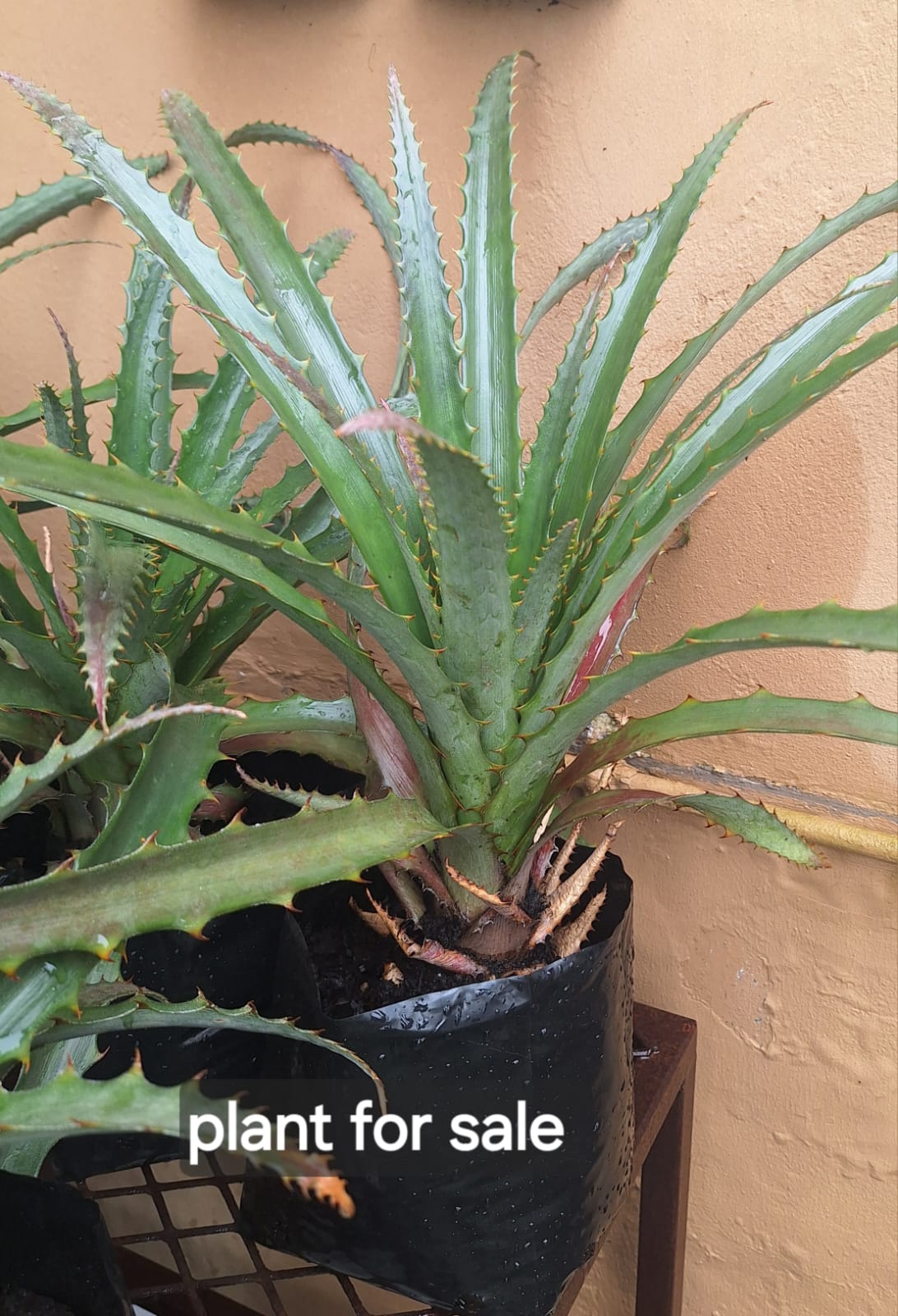 Actual established Bromelia balansae Heart of Flame Bromeliad plant for sale, available from Botanical at Nine
