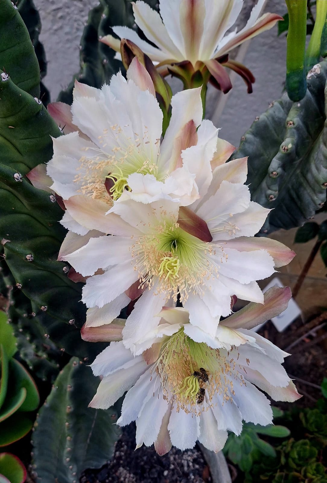 Spiral Cactus Cereus forbesii Spiralis large white bloom close-up – Botanical at Nine
