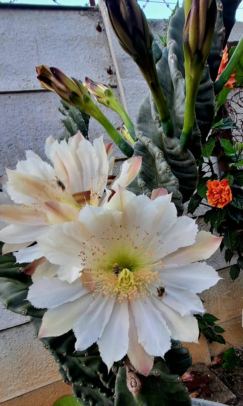 Spiral Cactus Cereus forbesii Spiralis night blooming white flower – Botanical at Nine
