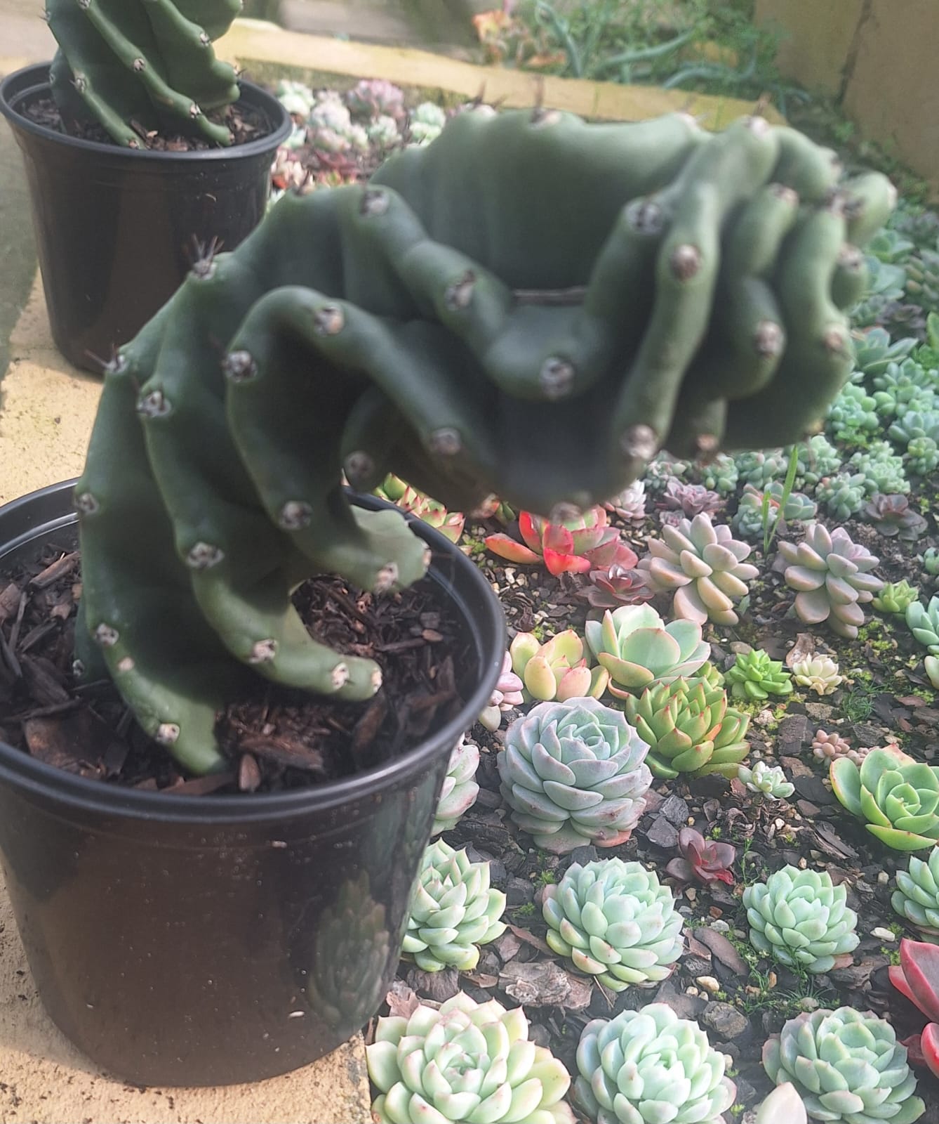Spiral Cactus Cereus forbesii Spiralis Grade A natural sculptural bend – Botanical at Nine
