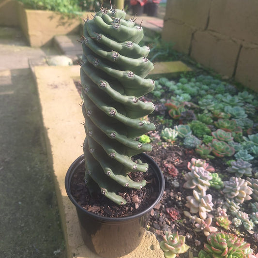 Spiral Cactus Cereus forbesii Spiralis Premium Grade tight dramatic spiral – Botanical at Nine
