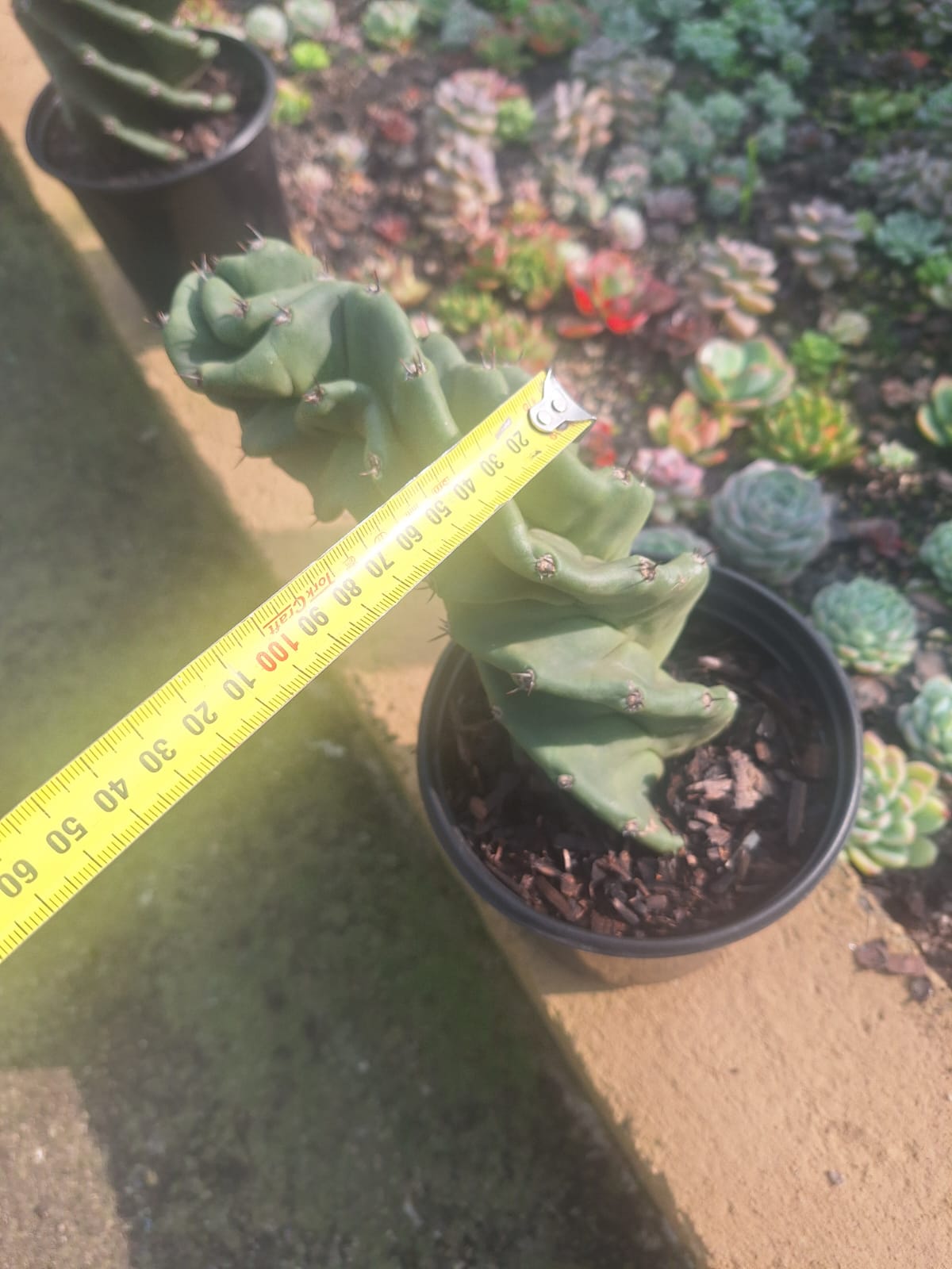 Spiral Cactus Cereus forbesii Spiralis rare 20cm sculptural cactus South Africa – Botanical at Nine
