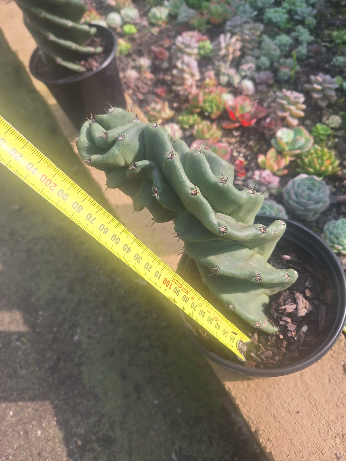 Spiral Cactus Cereus forbesii Spiralis organic bent form collector specimen – Botanical at Nine
