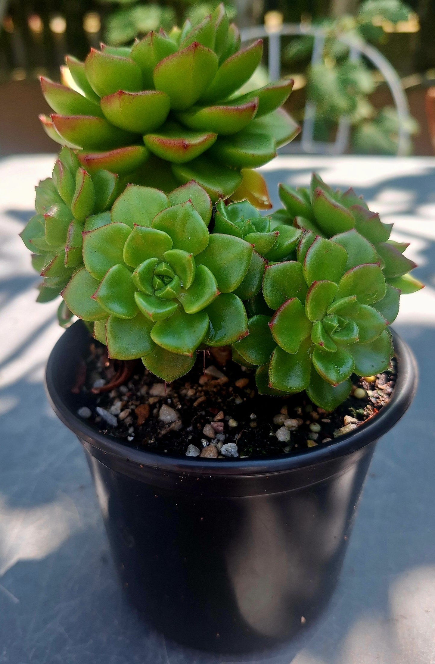 Echeveria Letichia Cluster