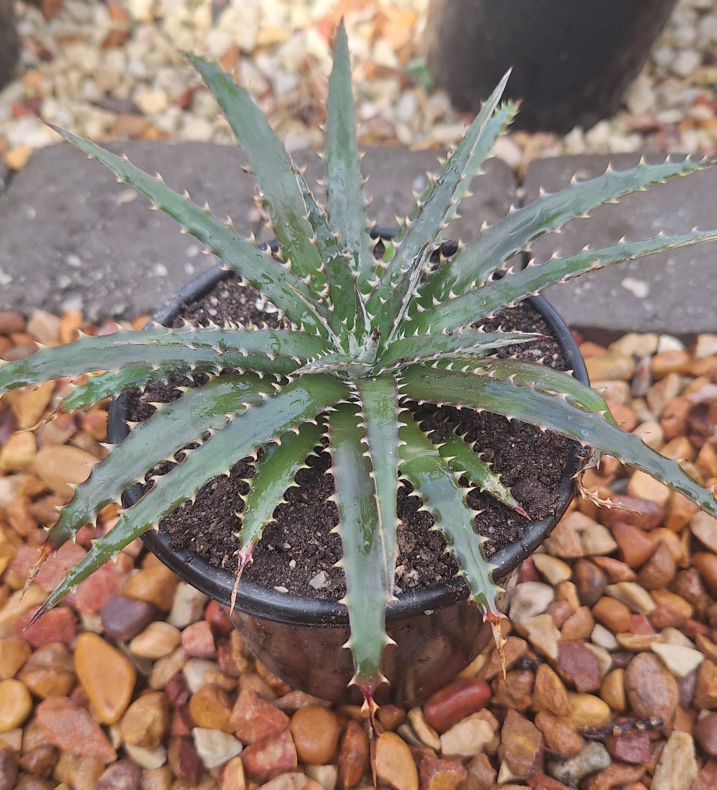 Dyckia 'Brittle Star' | Rare Bromeliad Succulent