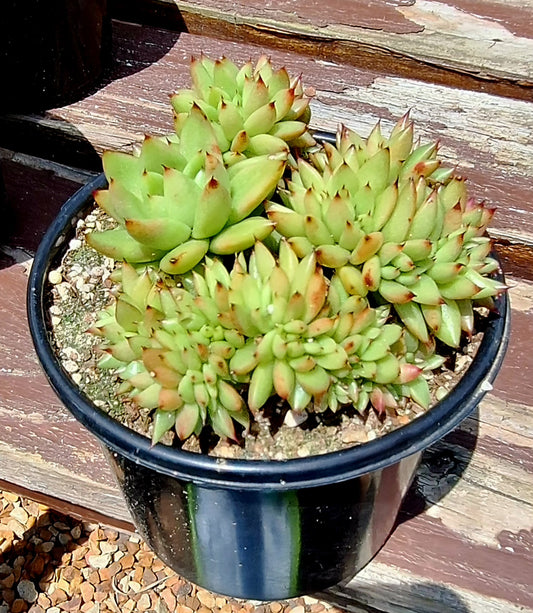 Agavoides Red Cristata