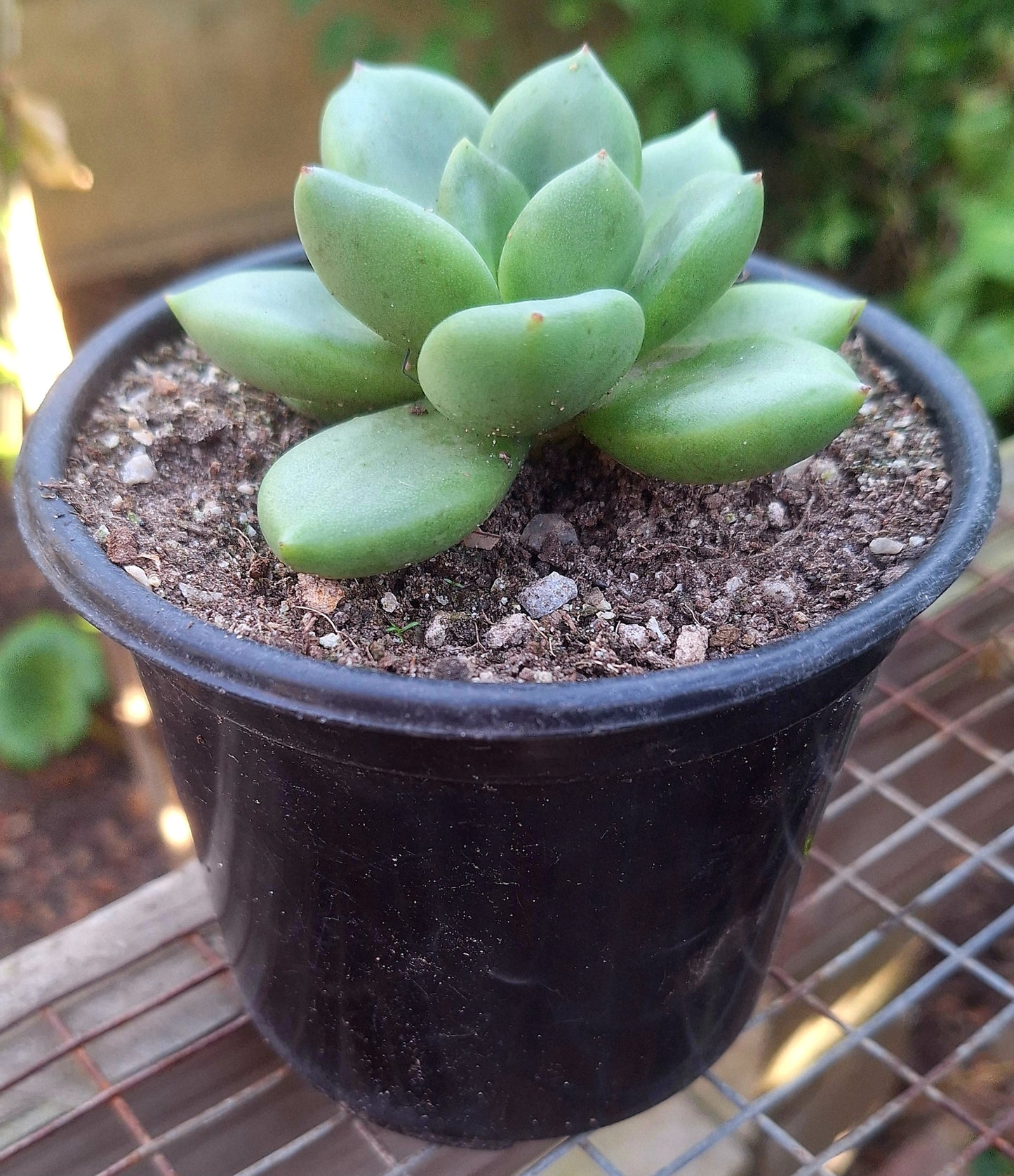 Echeveria Scaphophylla