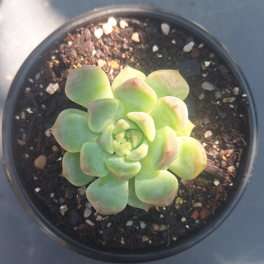 Echeveria All Star