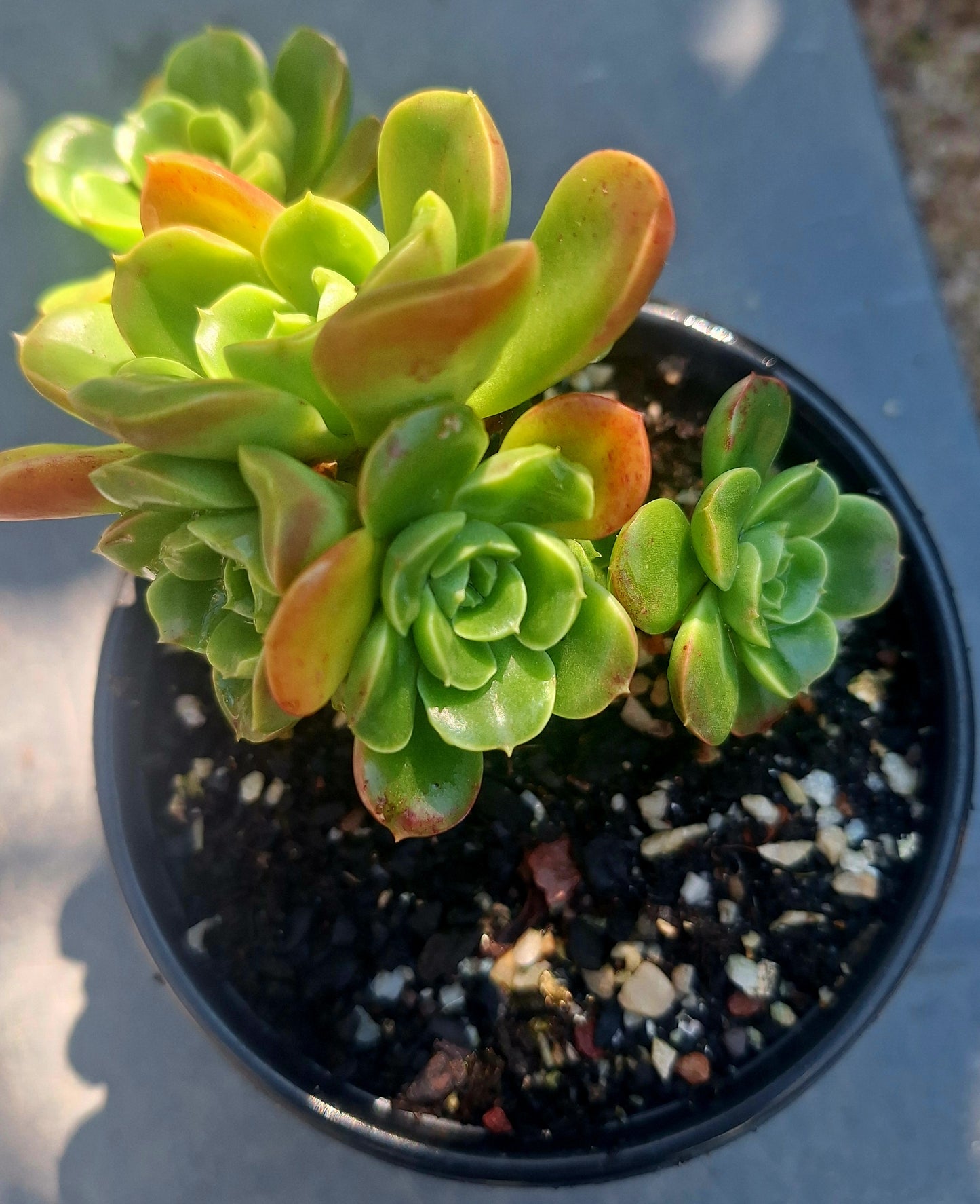 Echeveria Veridisima Cluster