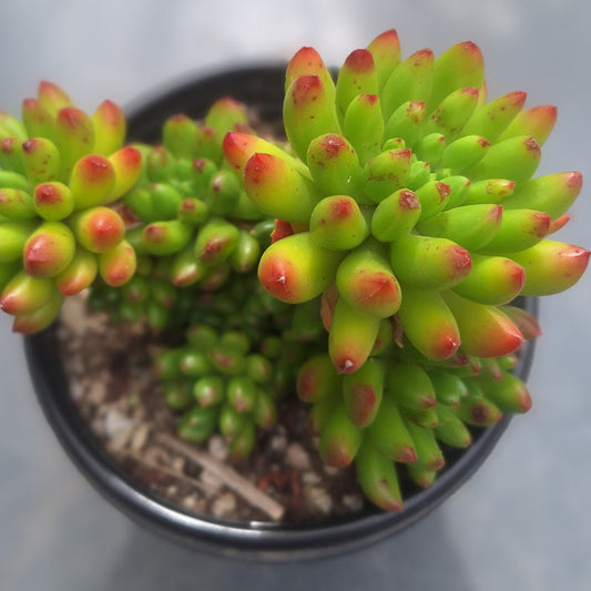 Echeveria Red Lantern Cluster | Rare Collectors