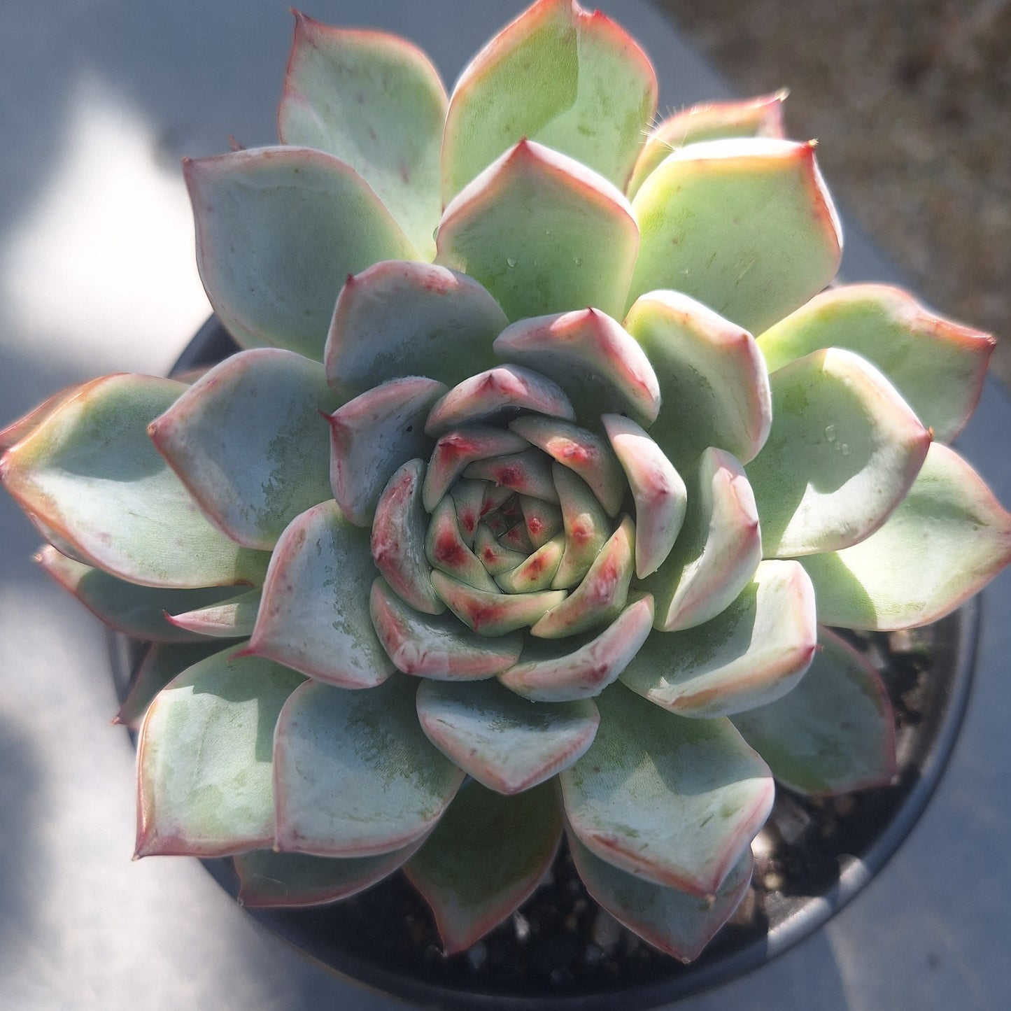Echeveria Laulensis | Rare Collectors