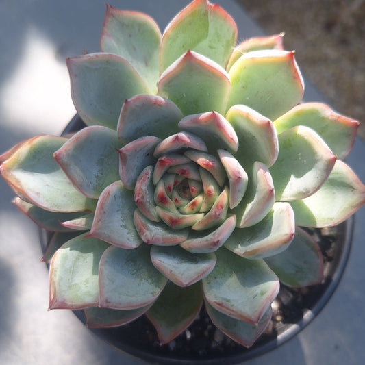 Echeveria Laulensis | Rare Collectors