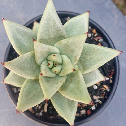 Echeveria Agavoides White Wax