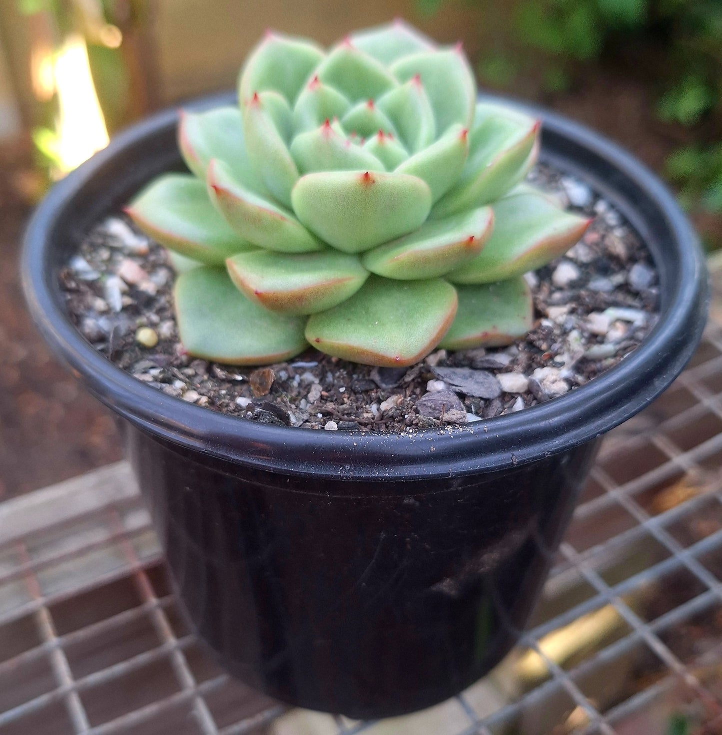Echeveria Red King