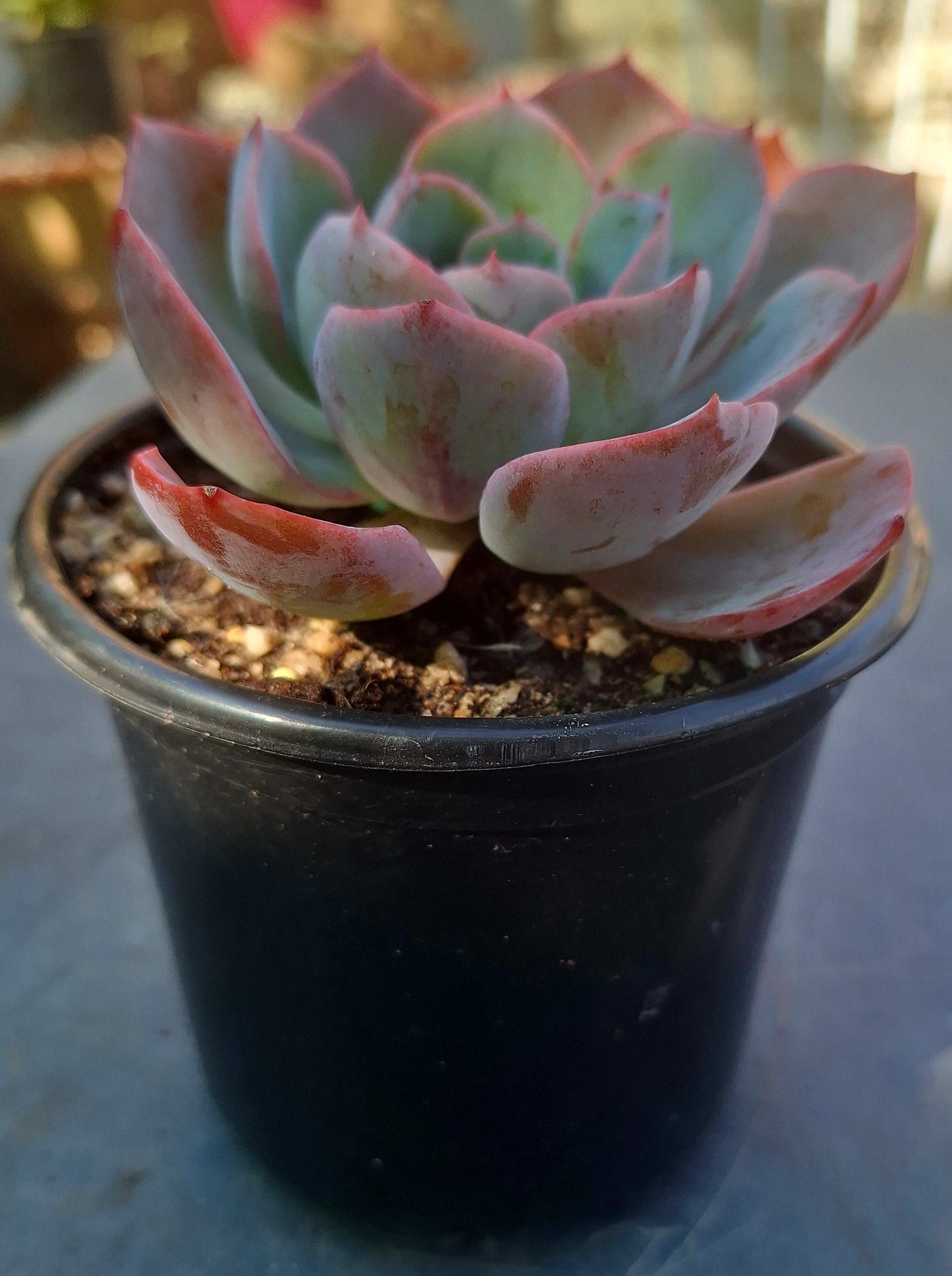 Echeveria Blue Sky