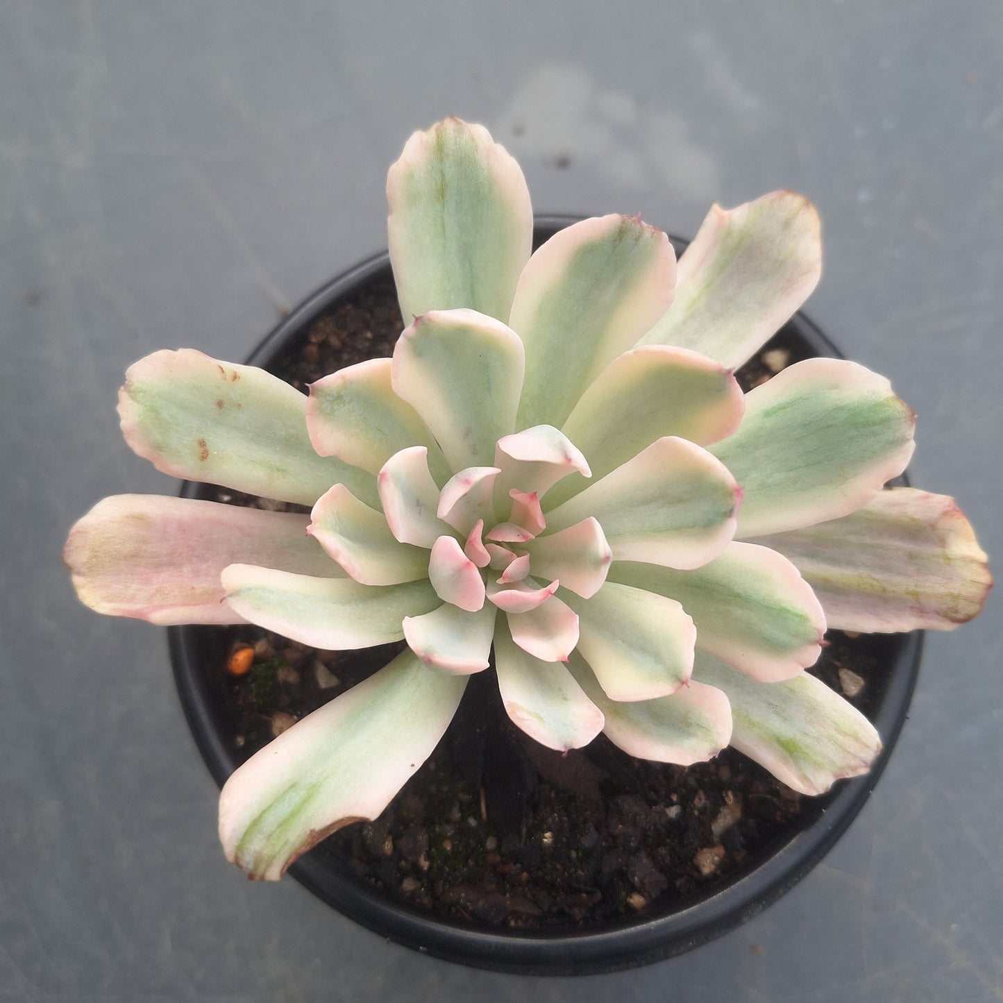 Echeveria Hoveyi Variegated | Rare Collectors