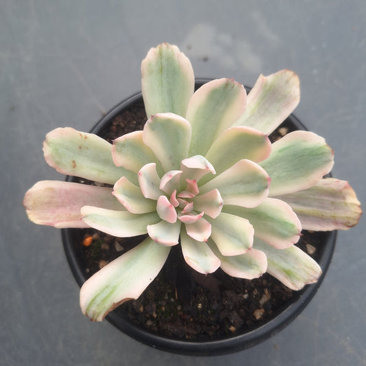 Echeveria Hoveyi Variegated | Rare Collectors
