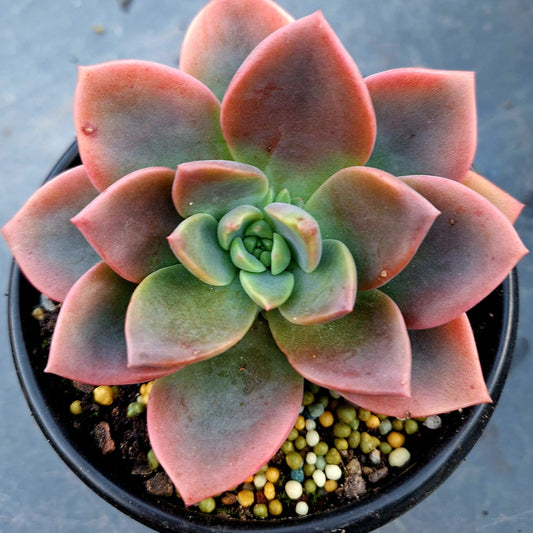 Graptoveria Ghost