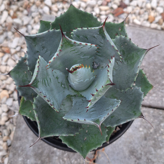 Agave Parrasana