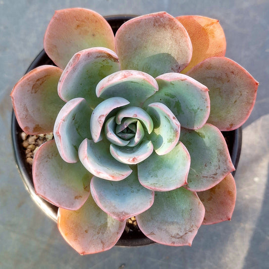 Echeveria Blue Sky