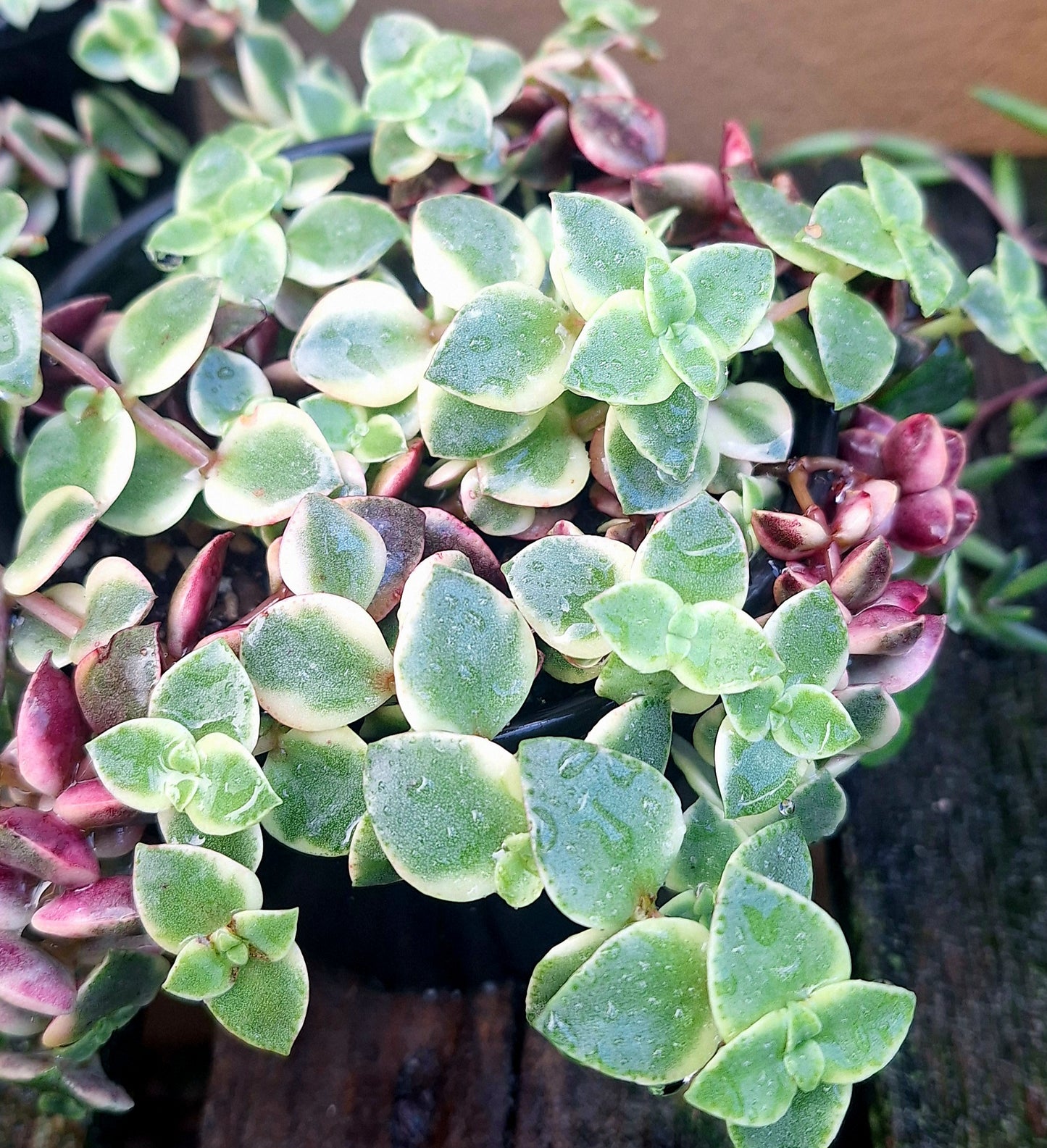 Crassula Pellucida Variegated