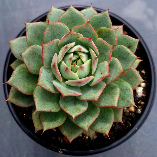 Echeveria Shamrock | Rare Collectors