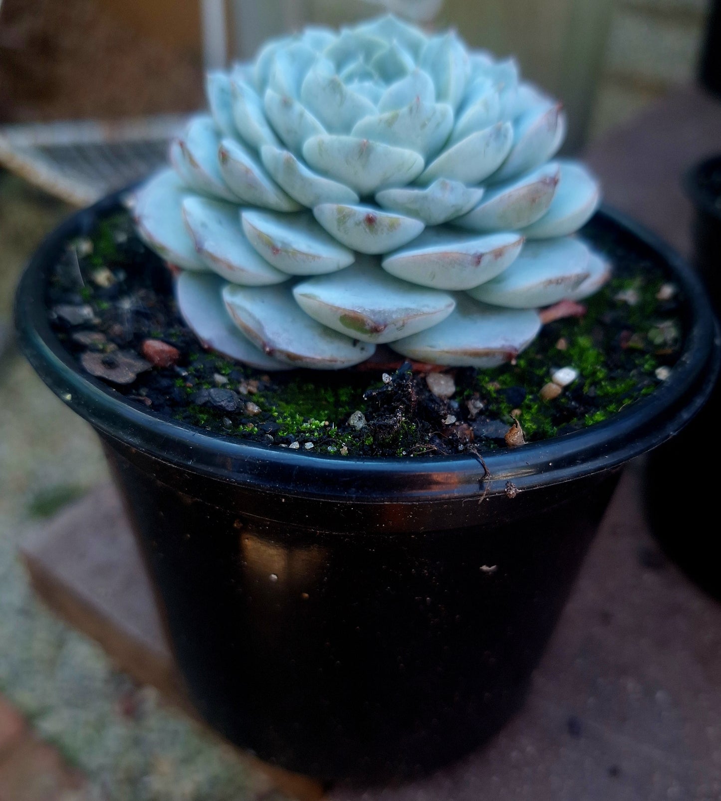 Echeveria True Love