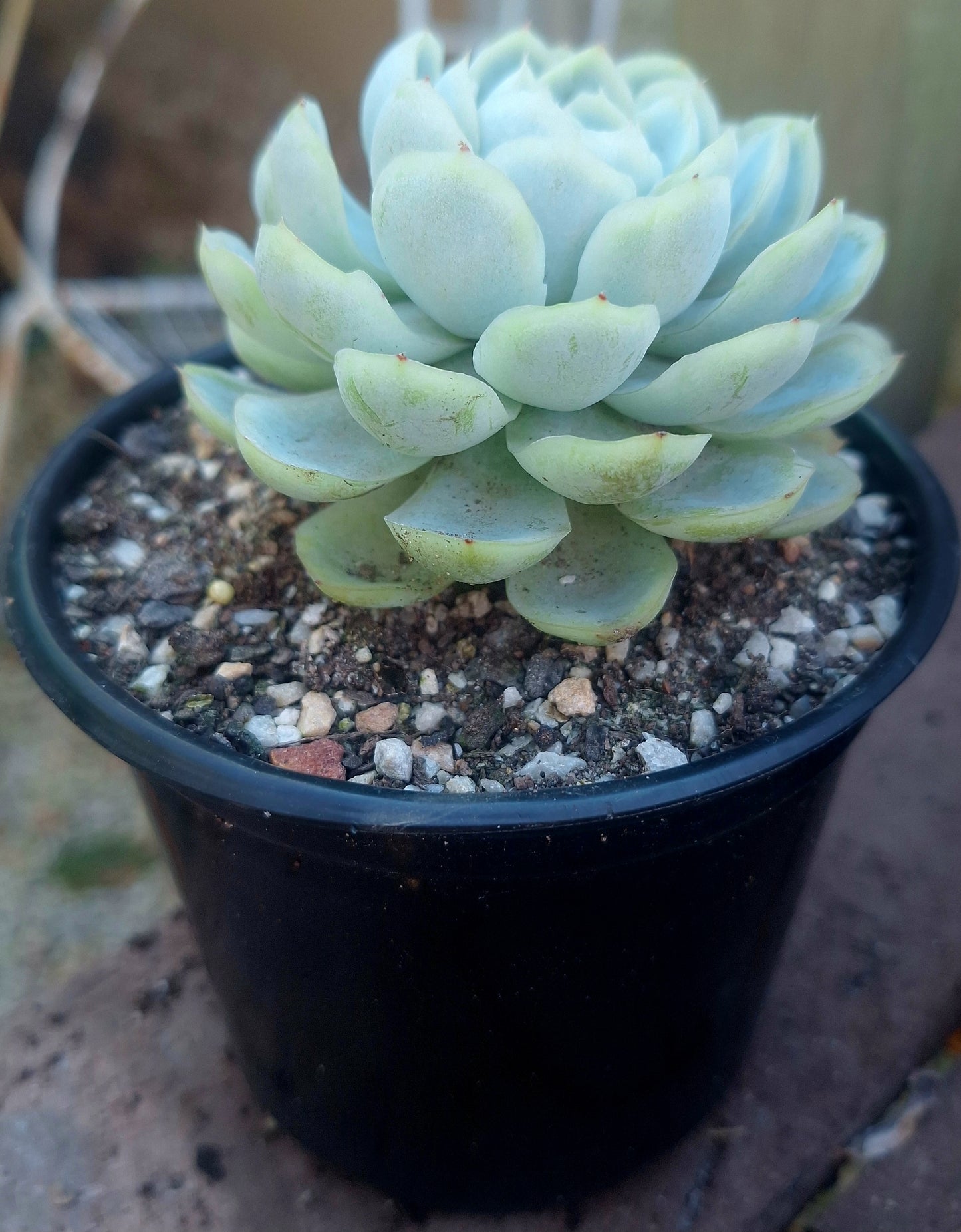 Echeveria Ice Berry