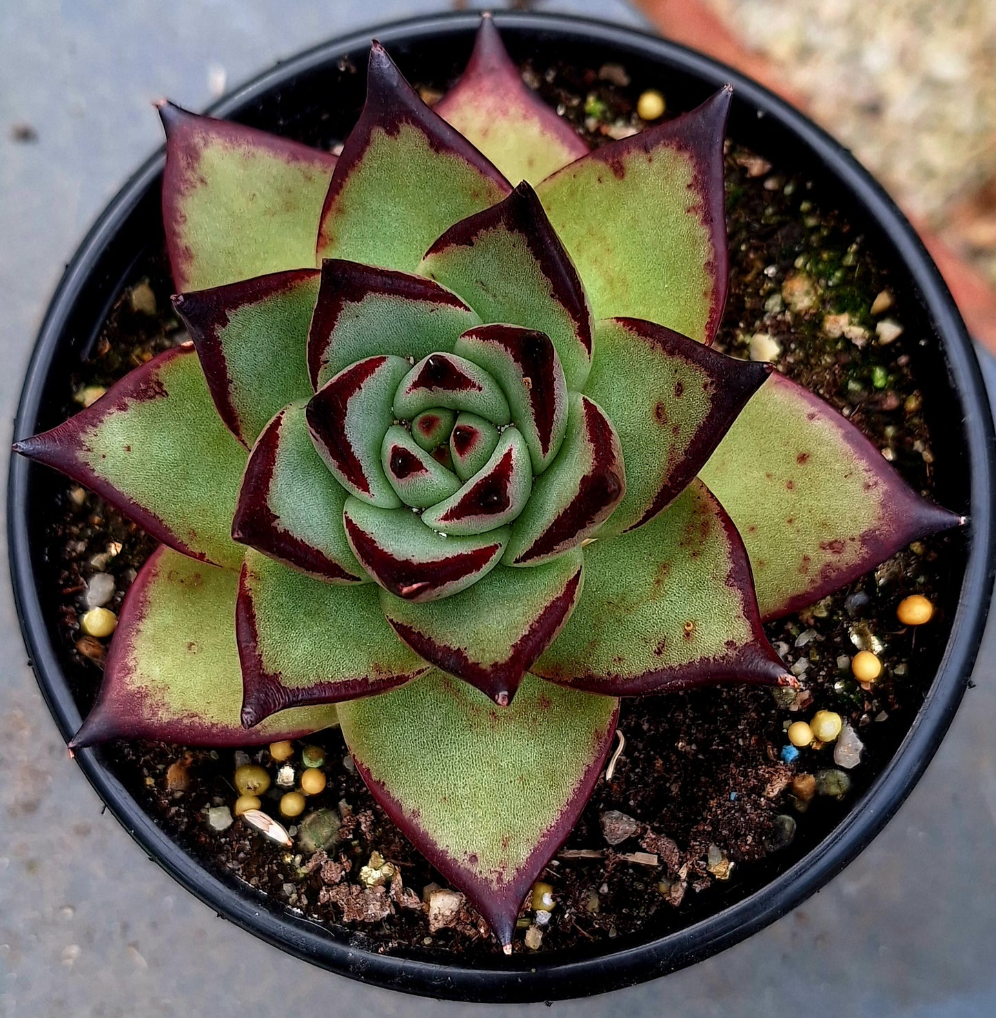 Agavoides Ebony Red Juice