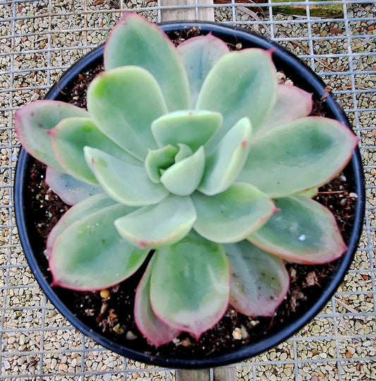 Luella