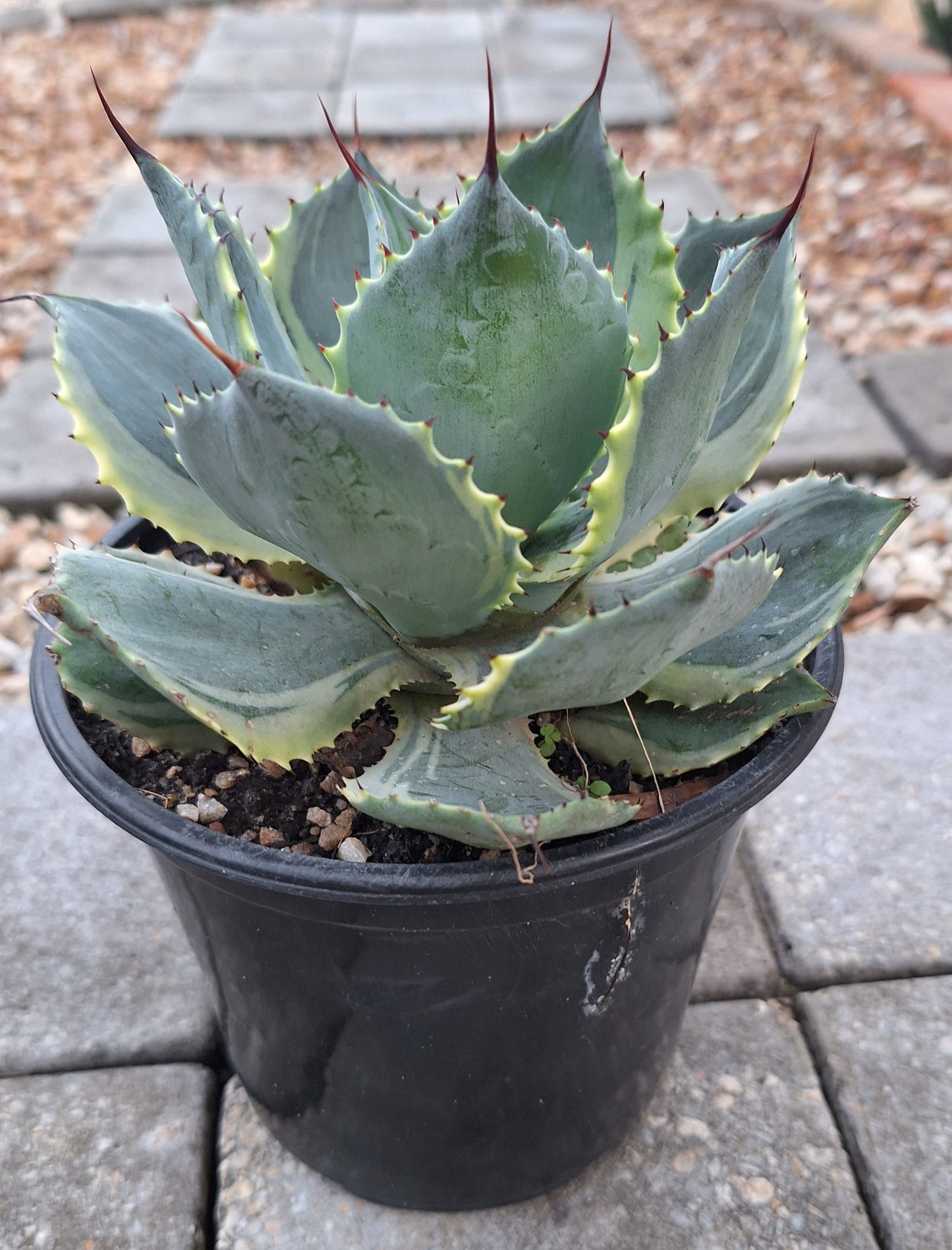 Agave Potatorum Variegata