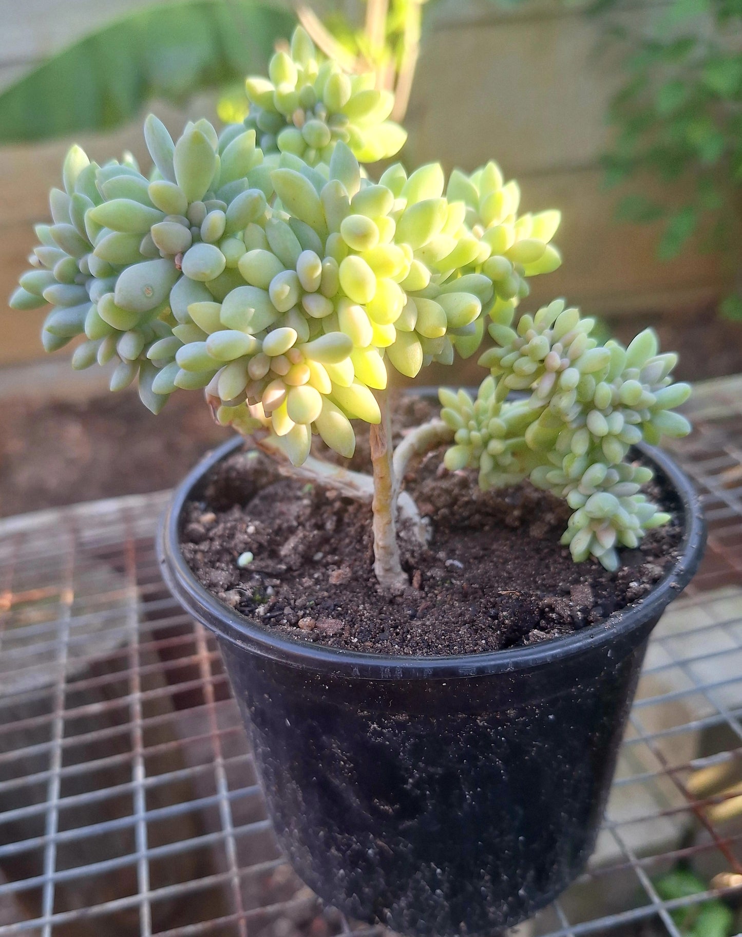 Crassula Cristata