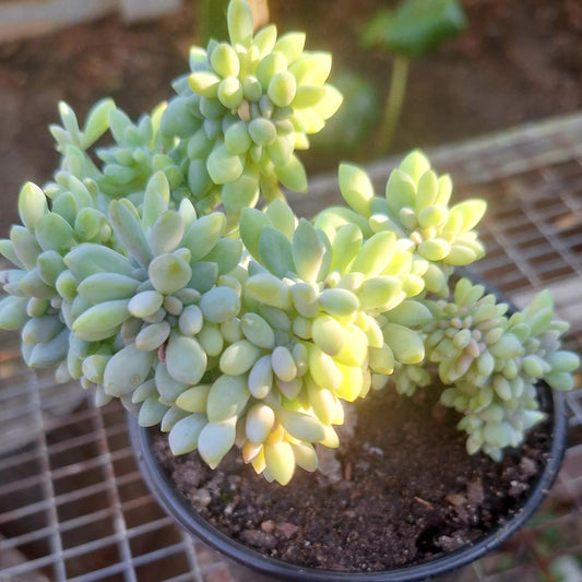 Crassula Cristata