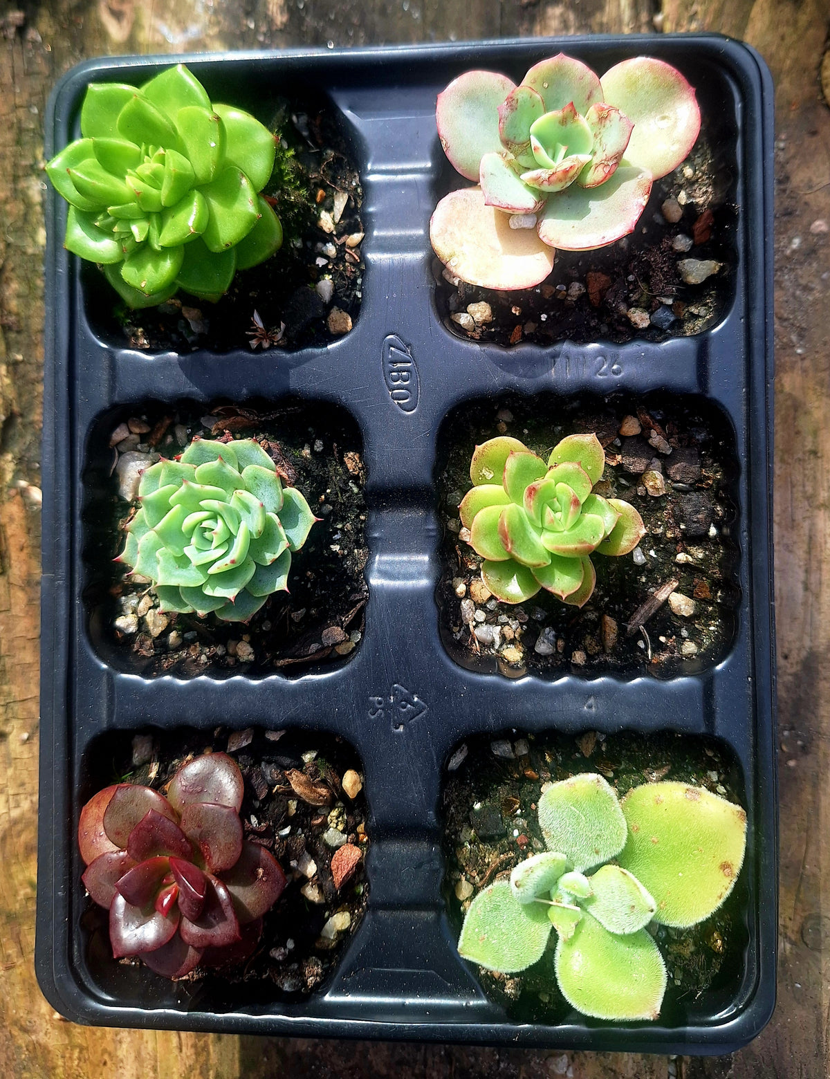 Echeveria 6 Pack | Random Mix Baby Rosettes  | Wedding Favours