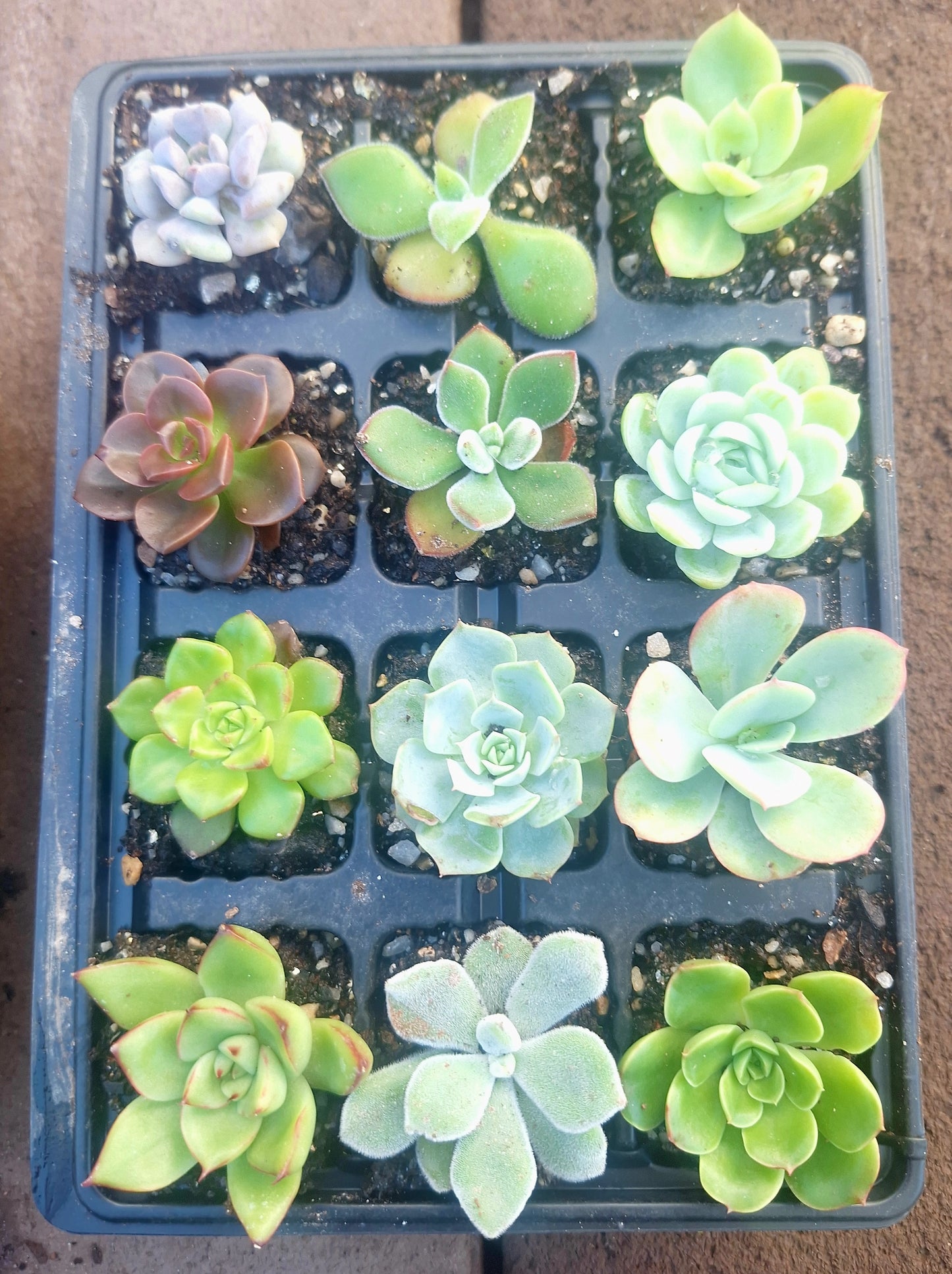 Echeveria 12 Pack | Random Mix Baby Rosettes | Wedding Favours