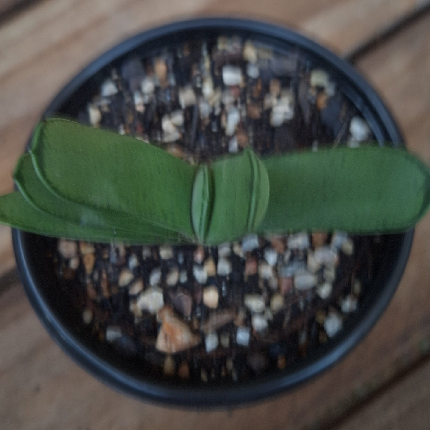 Gasteria Carinata var Glabra