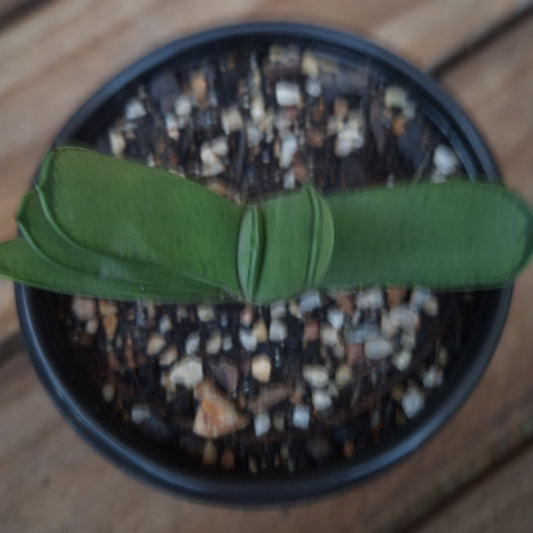 Gasteria Carinata var Glabra