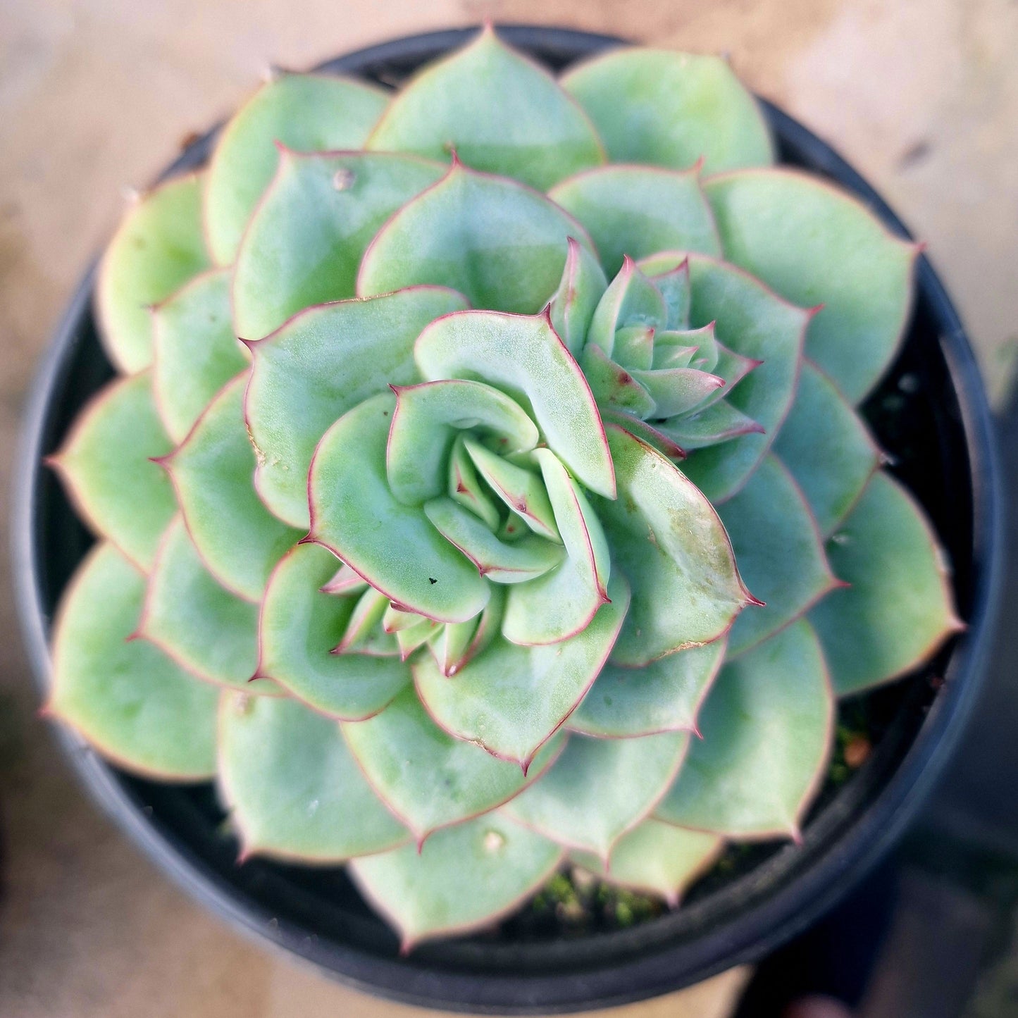 Echeveria Panamera