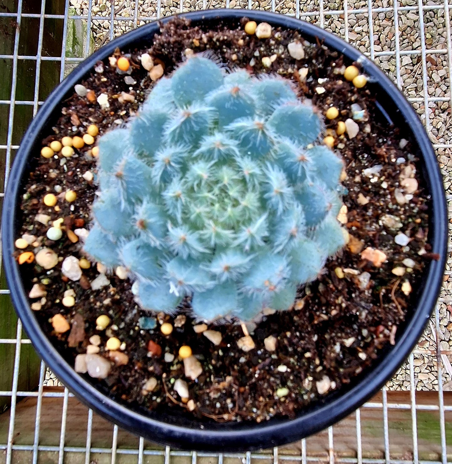 Setosa Hybrid