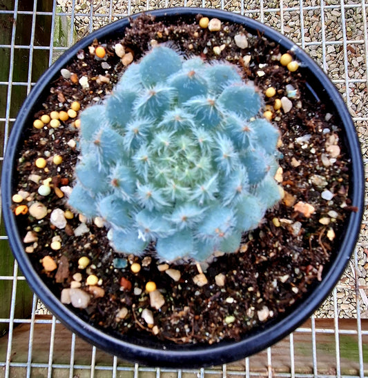 Setosa Hybrid
