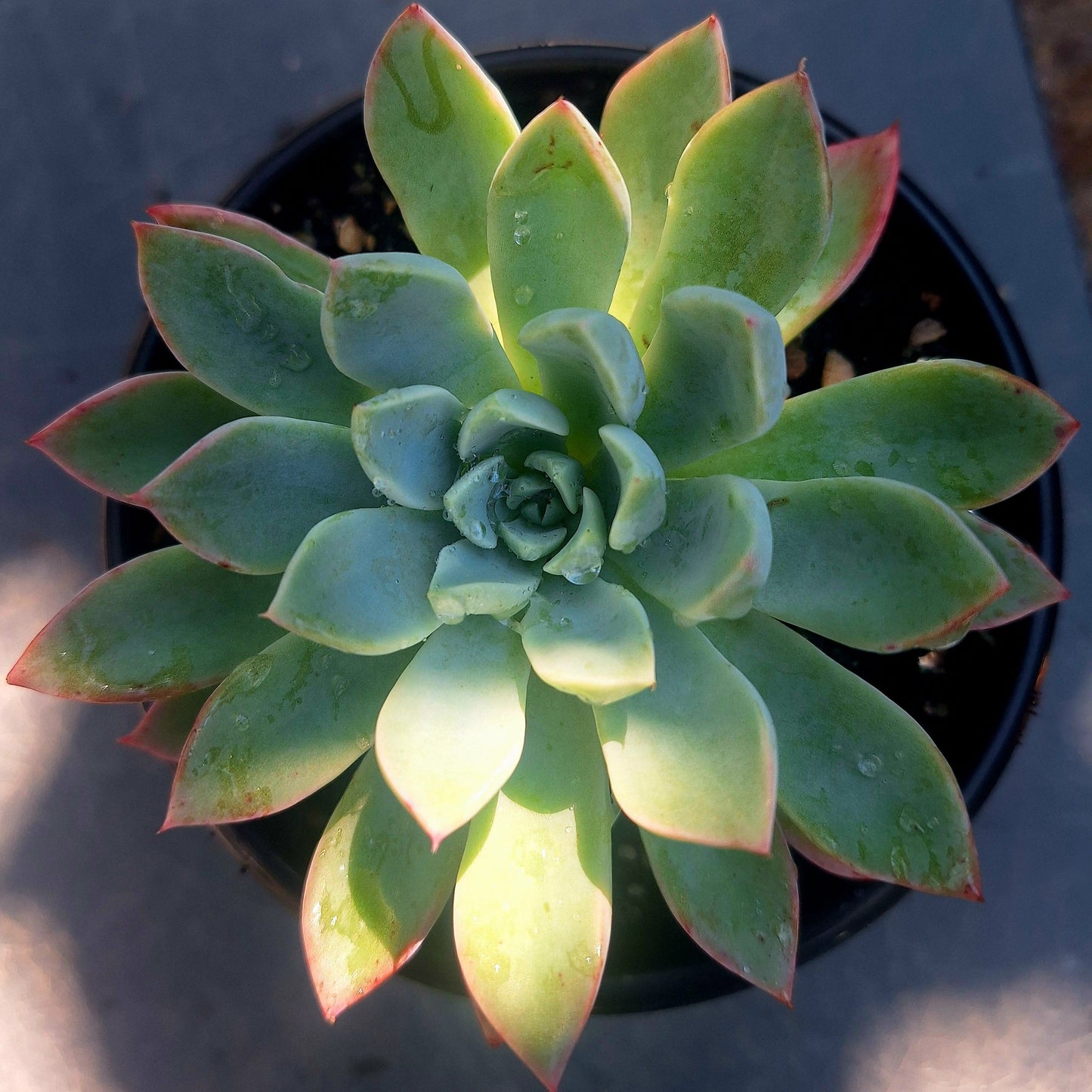 Echeveria Violet Queen