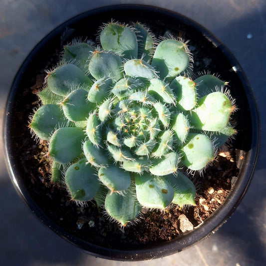 Echeveria Mexican Fire Cracker