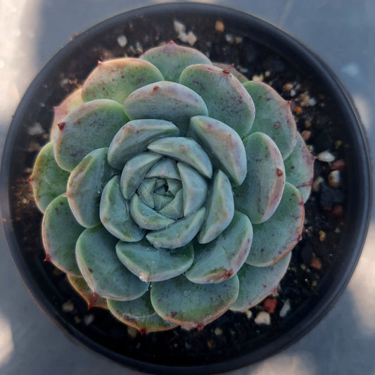 Echeveria Poseidon
