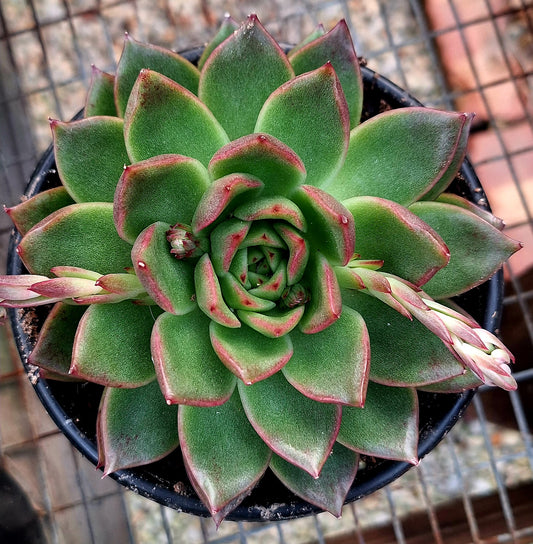 Agavoides SPP 6