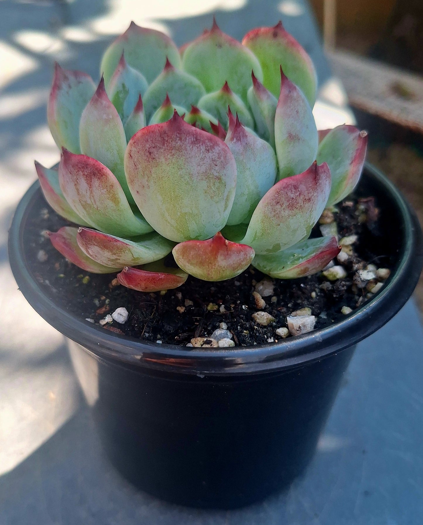 Echeveria Chihuahuensis
