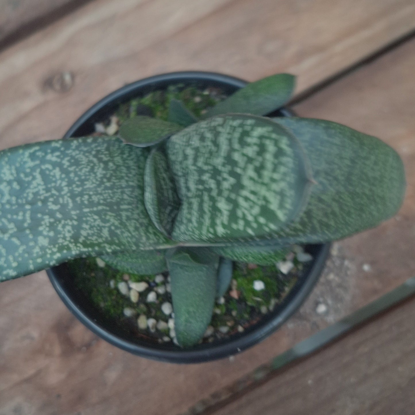 Gasteria Carinata var Verrucosa