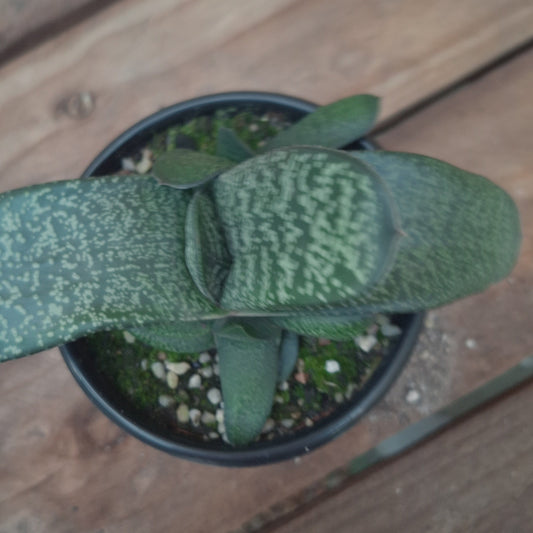 Gasteria Carinata var Verrucosa