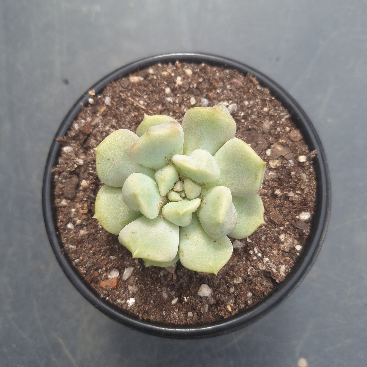 Echeveria Super Milk | Rare Collectors