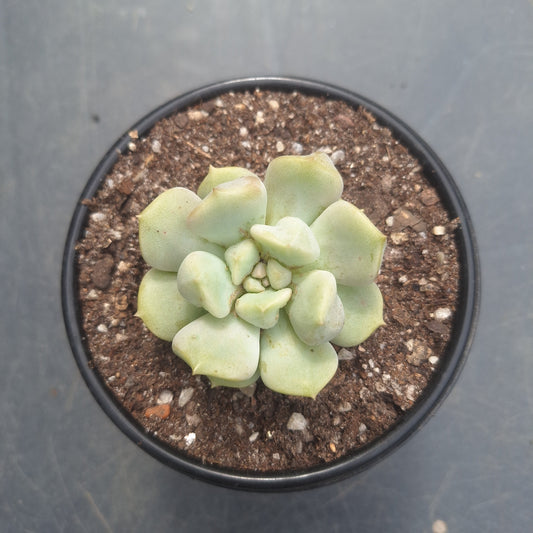 Echeveria Super Milk | Rare Collectors